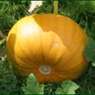 Connecticut Field Pumpkin Seed- 40