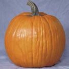 Howden's Pumpkin Seed- 40