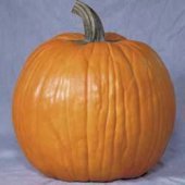 Howden's Pumpkin Seed- 40