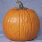 Howden's Pumpkin Seed- 40