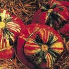 Turks Turban Pumpkin Seeds- 60