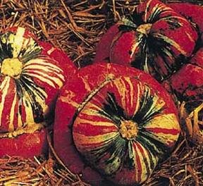 Turks Turban Pumpkin Seeds- 60