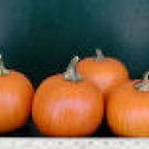 Sugar Pie Pumpkin Seeds- 80