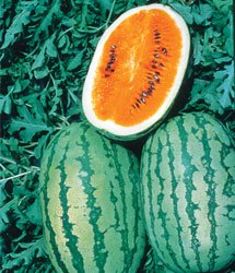 OrangeGlo Watermelon Seeds- 60
