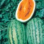 OrangeGlo Watermelon Seeds- 60