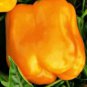 Golden Cal Wonder Pepper Seeds (Bulk)- 1000