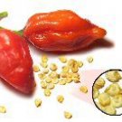 Naga Morich Pepper (Hotter than Young Love!)- 50