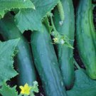 Market More Cucumber Seeds (Bulk)- 200