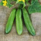 Beit Alpha Lebanese Cucumber Seeds (Bulk) -100