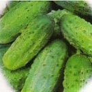 Boston Pickling Cucumbers (Bulk)- 200