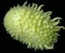 West Indian Gherkin Cucumber Seeds (Bulk)- 250