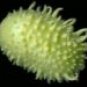 West Indian Gherkin Cucumber Seeds (Bulk)- 250