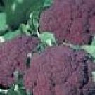 Snowball Cauliflower Seeds- 200