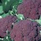 Snowball Cauliflower Seeds- 200