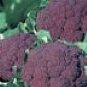 Snowball Cauliflower Seeds- 200