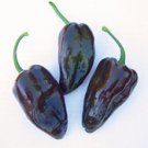 Mulato Isleno Pepper Seeds (Bulk) - 100