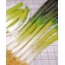 Green Bunching Onion Seeds- 200