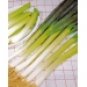 Green Bunching Onion Seeds- 200