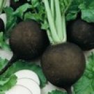Black Spanish Round Radish Seeds- 300