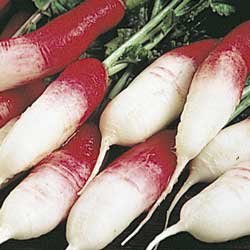 French Breakfast Radish Seeds- 300