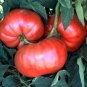 Tiffen Mennonite Tomato Seeds- 200