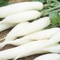 White Icicle Radish Seeds- 300