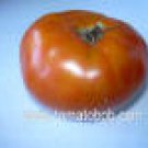 Rutgers Tomato Seeds- 300