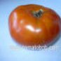 Rutgers Tomato Seeds- 300