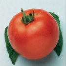 Marglobe Tomato Seeds- 200