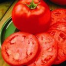 Homestead Tomato Seeds- 300