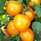 Golden Jubilee Tomato Seeds- 300