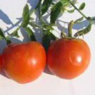 Floridade Tomato Seeds- 300