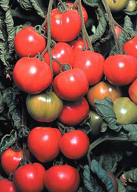 Early Cascade Tomato Seeds- 200