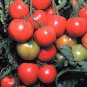 Early Cascade Tomato Seeds- 200