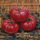 Dutchman Tomato Seeds - 100