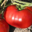 Delicious Tomato Seeds- 200