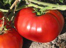 Delicious Tomato Seeds- 200
