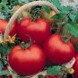 Cal Ace Tomato Seeds- 200