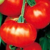 Caribe Tomato Seeds - 200