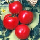 Arkansas Traveler Tomato Seeds- 200