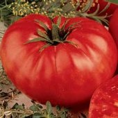 Beefsteak Tomato Seeds- 200