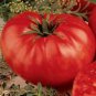 Beefsteak Tomato Seeds- 200