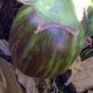 Udumalapet Eggplant Seed (Bulk)- 200