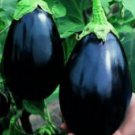Black Beauty Eggplant Seeds (Bulk)- 200