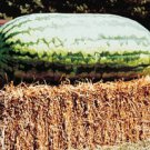 Carolina Cross Watermelon Seeds (The Big Boy!)- 25