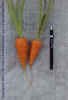 Chantennay Carrot Seeds- 400