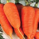 Scarlet Nantes Carrot Seeds- 400