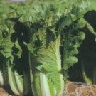 Chinese Michihili Cabbage- 400