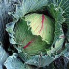 Perfection Drumhead Savoy Cabbage Seeds- 200