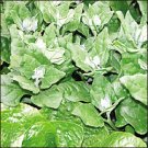 New Zealand Spinach Seeds- 100